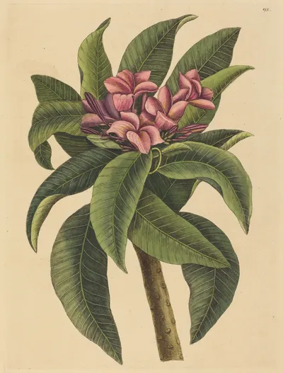 Hand-coloured engraving of a red frangipani branch with pink blossoms and long green leaves on a cream background