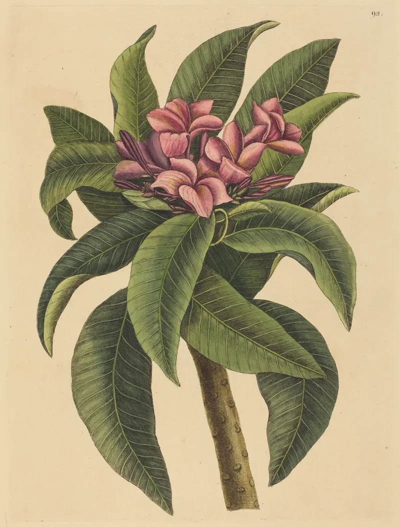 Hand-coloured engraving of a red frangipani branch with pink blossoms and long green leaves on a cream background