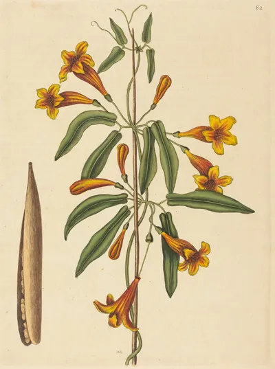 Botanical print of a cross-vine stem with orange and yellow trumpet flowers, green leaves and a long split seed pod