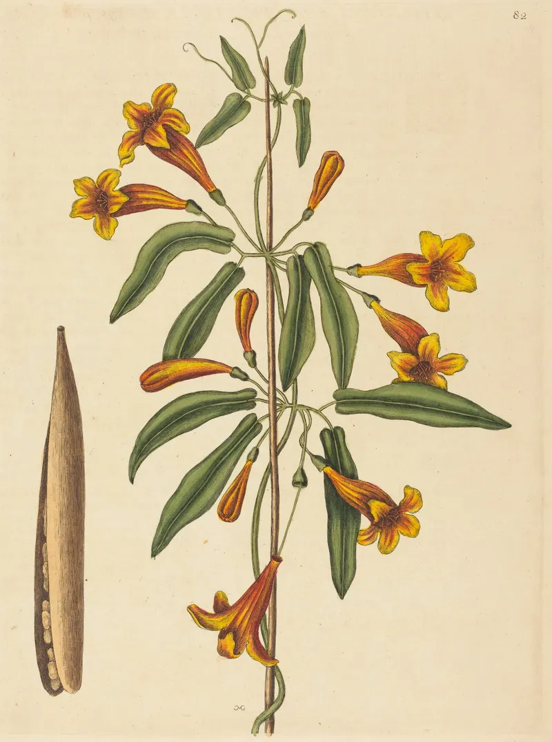 Botanical print of a cross-vine stem with orange and yellow trumpet flowers, green leaves and a long split seed pod