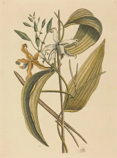 Botanical print of a vanilla orchid vine with long green leaves, buds, a white flower and an orange flower on cream paper