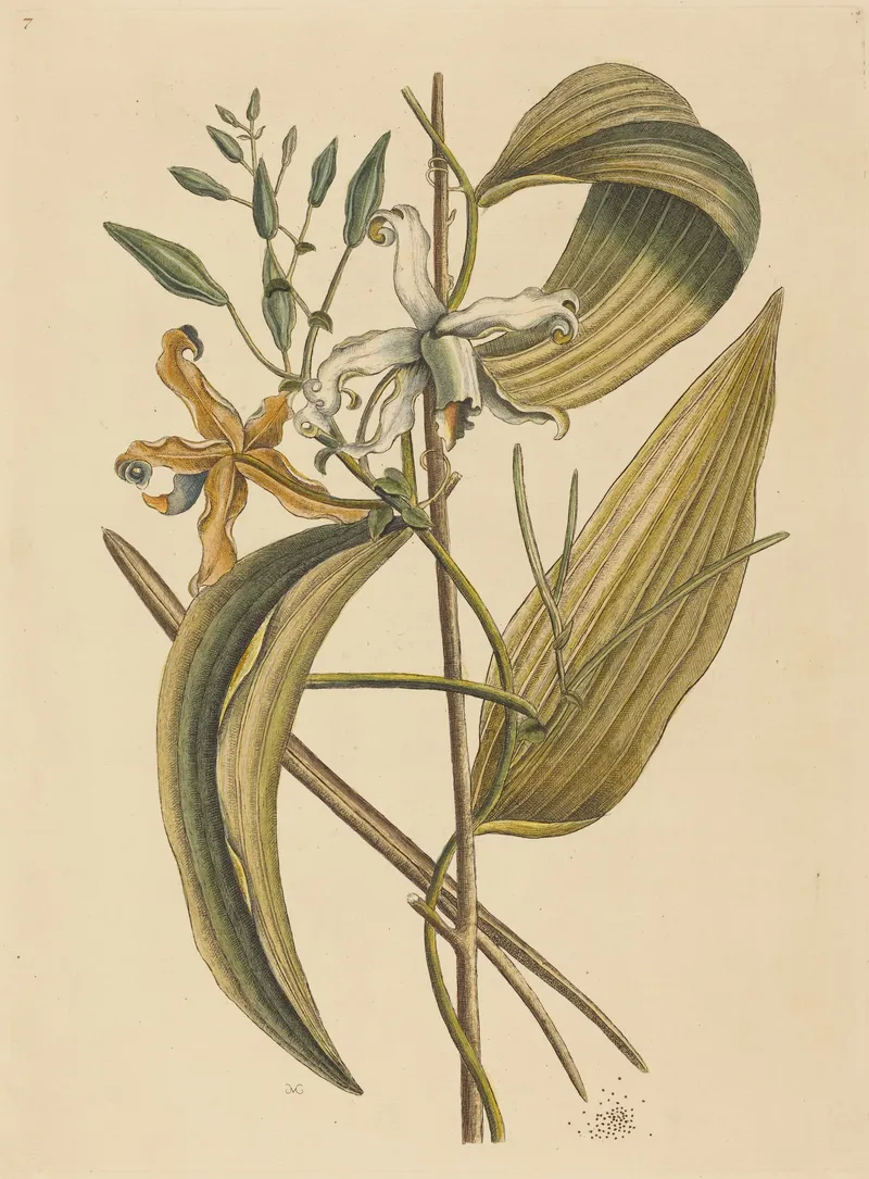 Botanical print of a vanilla orchid vine with long green leaves, buds, a white flower and an orange flower on cream paper