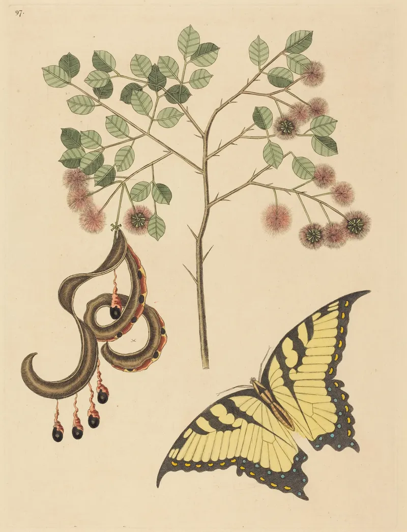 Hand-coloured botanical plate of a thorny cat's claw branch with pink puff flowers, coiled seed pods and a yellow swallowtail