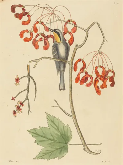 Hand-coloured plate of a grey warbler with a yellow throat on a maple branch hung with red winged seeds, a green leaf below