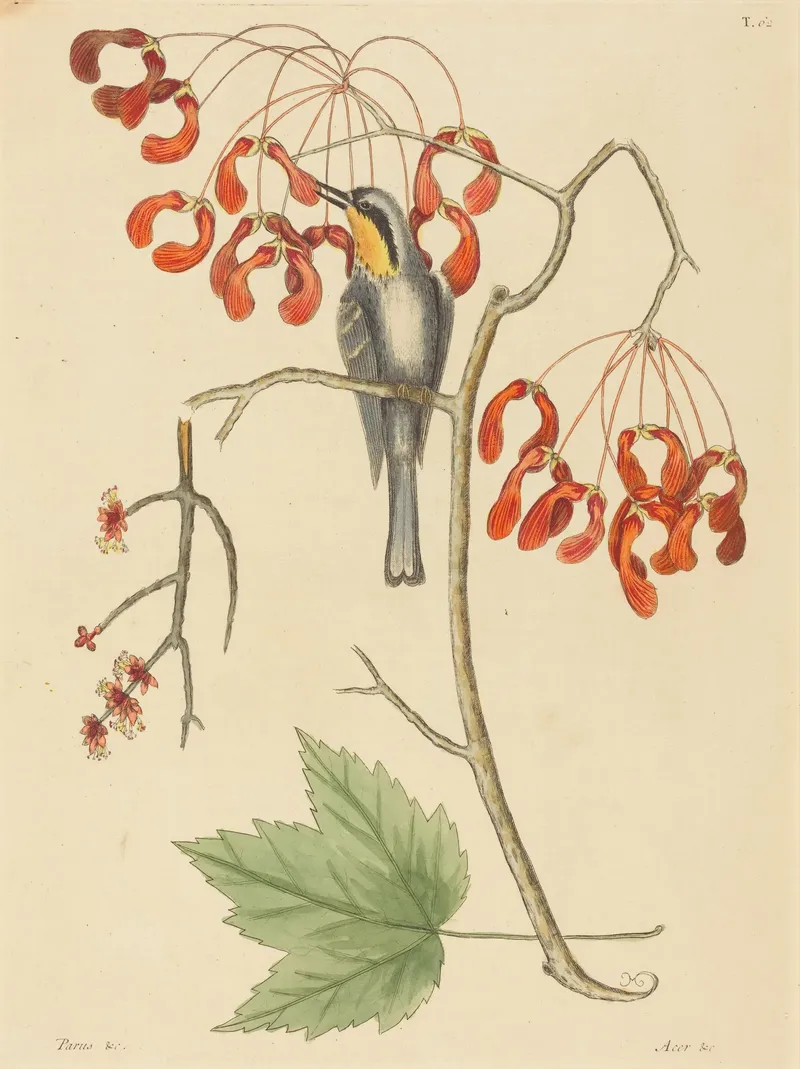 Hand-coloured plate of a grey warbler with a yellow throat on a maple branch hung with red winged seeds, a green leaf below
