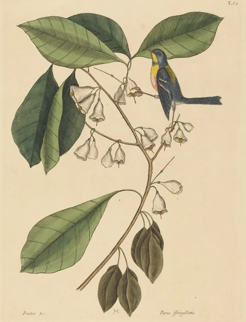 Hand-coloured engraving of a blue-grey bird with a yellow throat perched on a branch of white bell flowers and green leaves